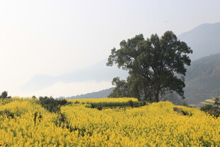 婺源金黄花海中的孤独大树