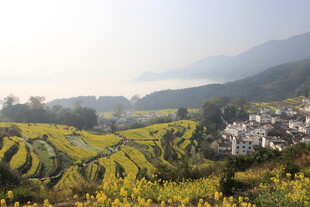 婺源山间梯田花海村落美景