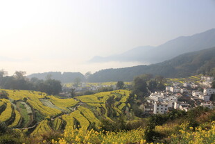 婺源山间油菜梯田与村落美景