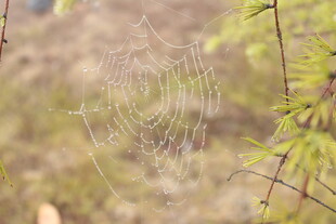 婺源阳光下的精美蛛网