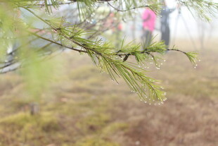 婺源雾中松枝与朦胧人影