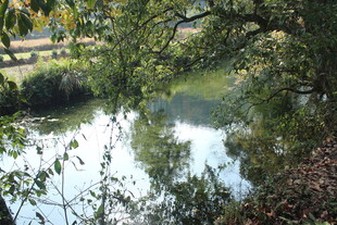 婺源河畔绿荫下的静谧风光