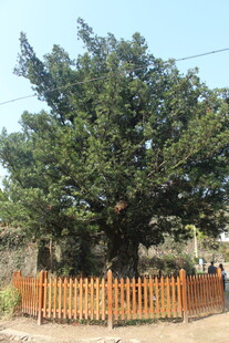 婺源古老大树被围栏环绕