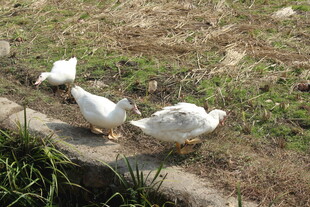 婺源草地上的几只白鸭子