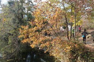 婺源秋日溪边漫步的人群