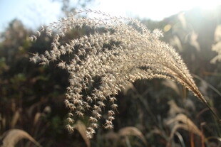 婺源阳光下摇曳的轻柔芦苇