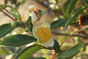 婺源盛开的白色茶花