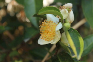 婺源洁白山茶花绽放绿叶间