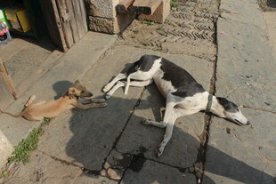 婺源几只狗狗惬意躺地休息