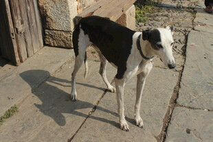 婺源黑白相间的狗站在户外