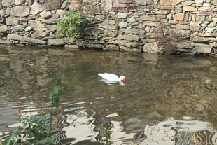 婺源石墙边水中的白色飞鸟