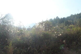 婺源阳光照耀下的茂密山林