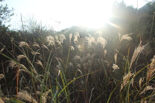 婺源阳光下的芦苇荡