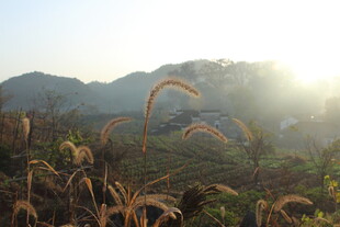 婺源山间晨光下的芒草景观