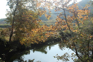 婺源秋日溪边树林美景