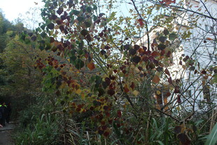 婺源山林间繁茂的多彩植物