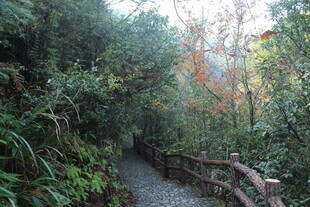 婺源山间幽径 邂逅自然之美