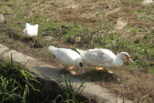 婺源路边行走的几只白鹅