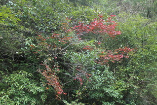 婺源山林间的一抹艳红