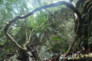 婺源山林中扭曲伸展的奇特树枝