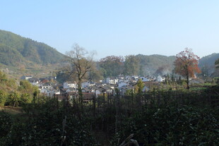 婺源乡村秋日风景