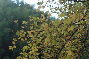 婺源秋日枝头黄叶