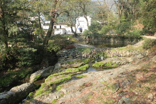 婺源林间溪流畔的自然景致