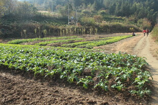 婺源田园菜地的生机景象