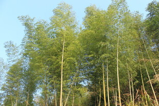 婺源挺拔竹林 尽显自然清新