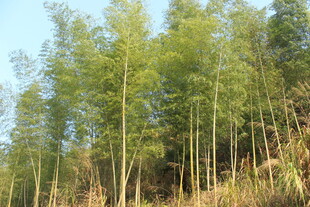 婺源翠绿竹林 自然清新景致