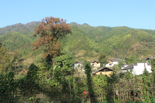 婺源山间村落景致