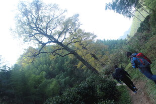 婺源山林徒步者旁的高大树木