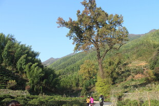 婺源山间挺拔树木与秀丽风光