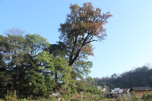 婺源秋日山林风景