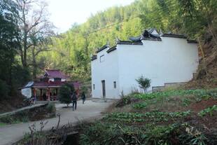 婺源乡村白墙房屋田园景致