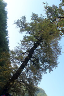 婺源高耸入云的挺拔大树