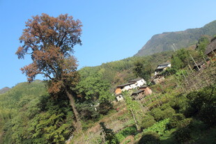 婺源山间村落风景