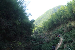 婺源山间幽径 穿行翠绿竹林