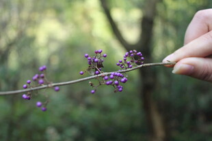 婺源手拈紫色小花枝