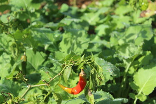 婺源田间红辣椒特写