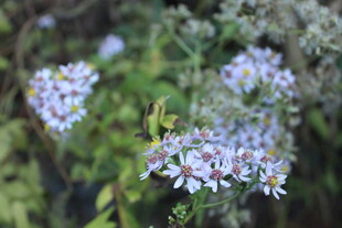 婺源紫色小花绽放于绿植间