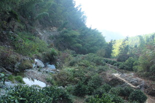 婺源山间绿意盎然的自然景致