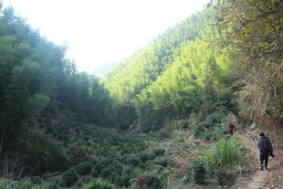 婺源山林徒步者穿行繁茂植被