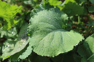 婺源翠绿瓜类叶片特写