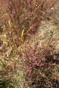 婺源野外植物 红枝绿叶景象