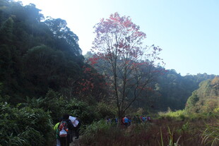 婺源山林徒步中的多彩风景