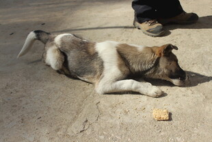 婺源路边休憩的小狗