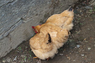 婺源墙角处的两只黄毛母鸡