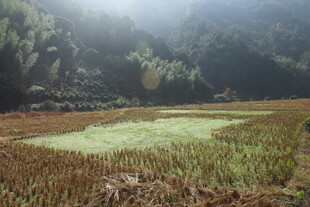 婺源山间稻田 绿意盎然