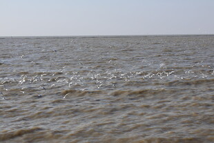 海鸥